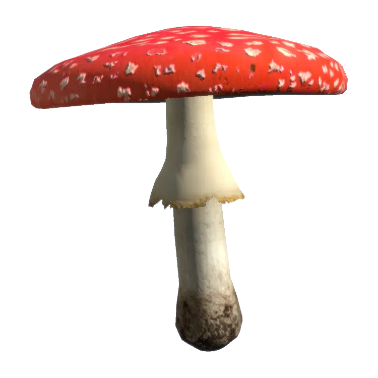 Fly Amanita