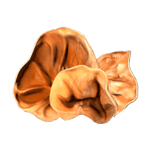 AuriculariaMushroom