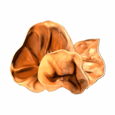 Wood Ear