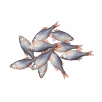 Bitterlings
