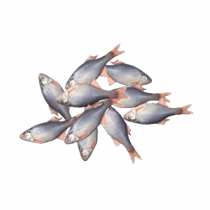 Bitterlings