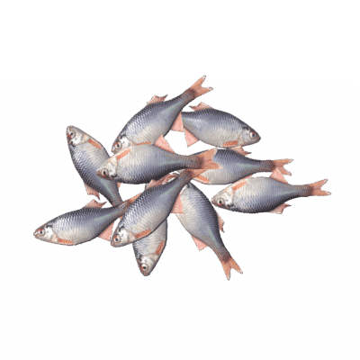 Bitterlings