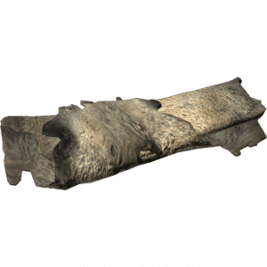 Boar Pelt