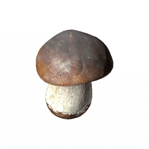 BoletusMushroom