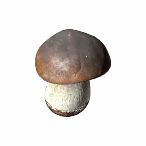 BoletusMushroom