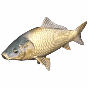 Carp