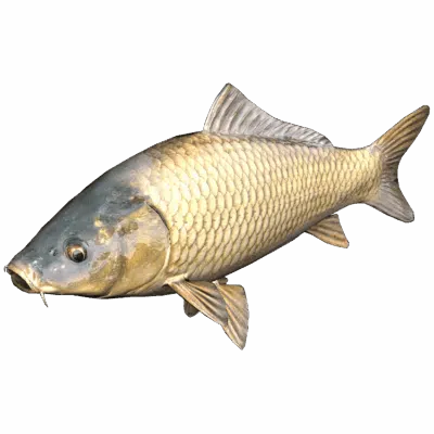 Carp