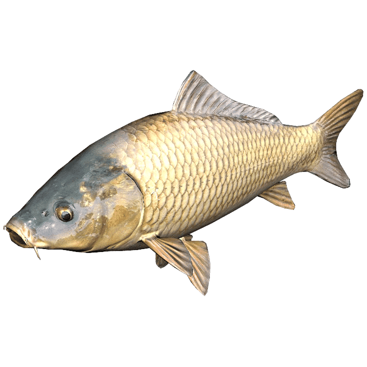 Carp