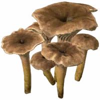 Yellowfoot Mushroom
