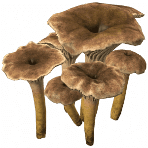 CraterellusMushroom