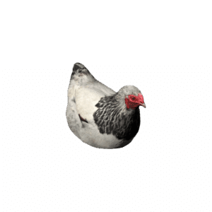 DeadChicken Spotted