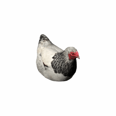 Hen