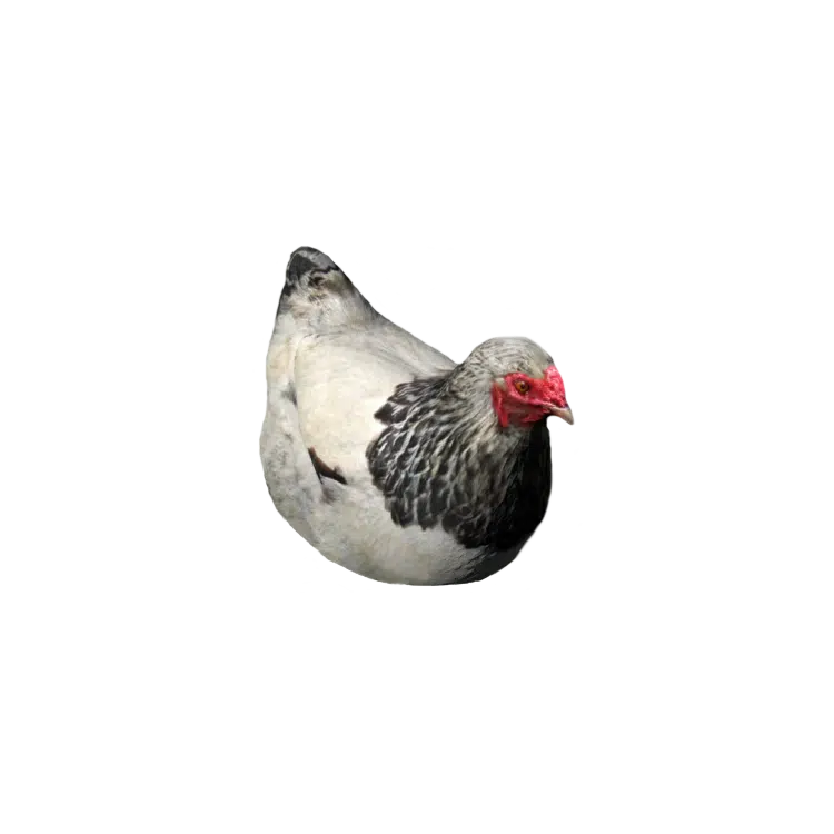 Hen