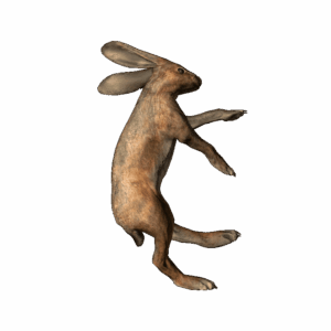 DeadRabbit