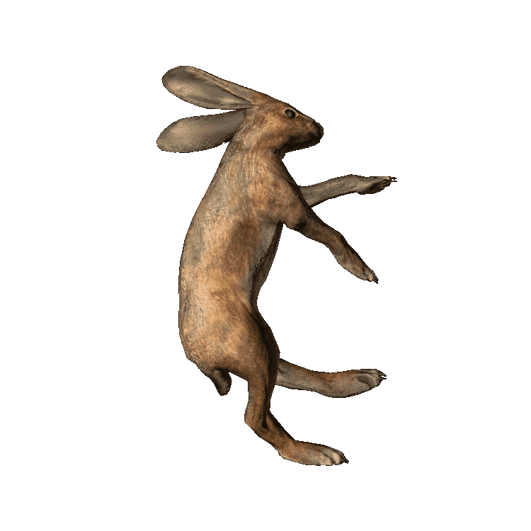 Hare