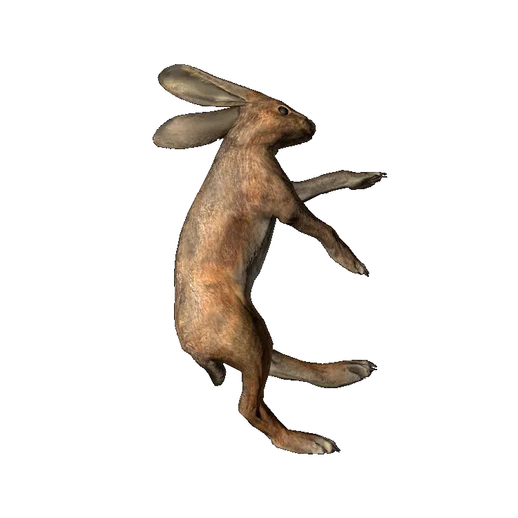 Hare