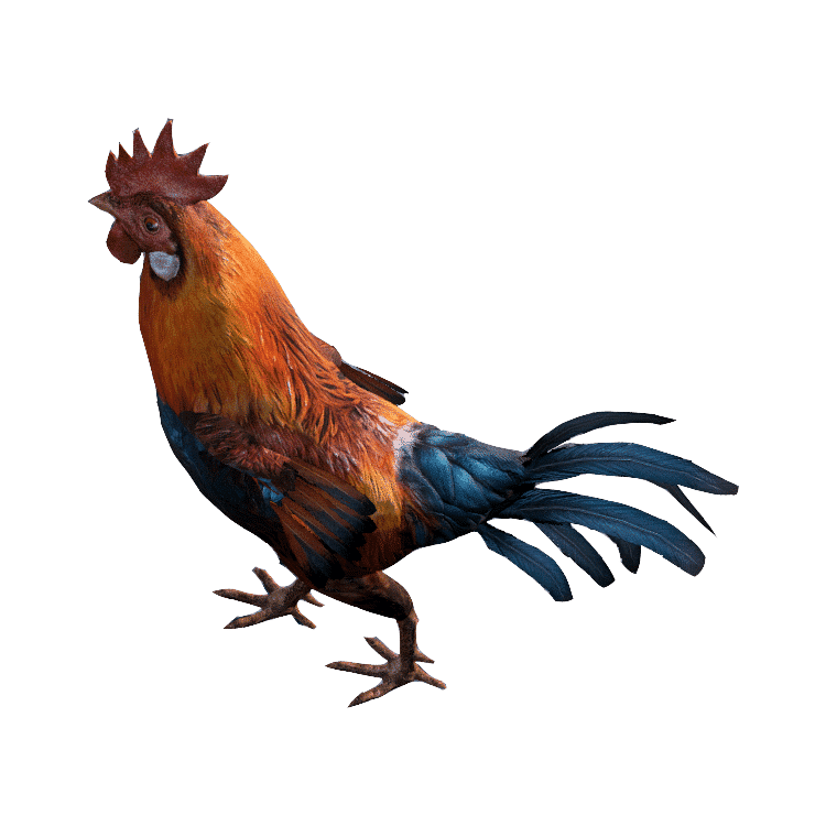 Rooster