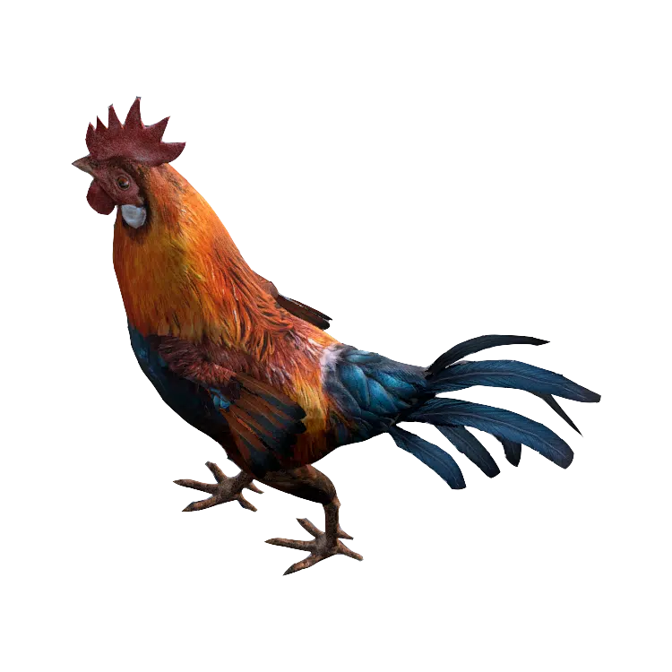 Rooster