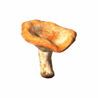 Red Pine Mushroom