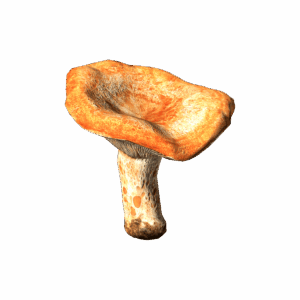 LactariusMushroom