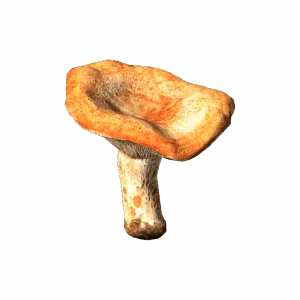 LactariusMushroom