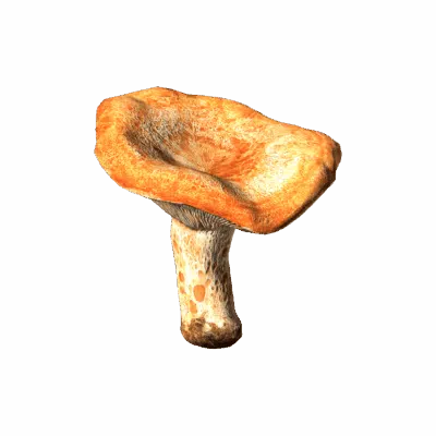 Red Pine Mushroom