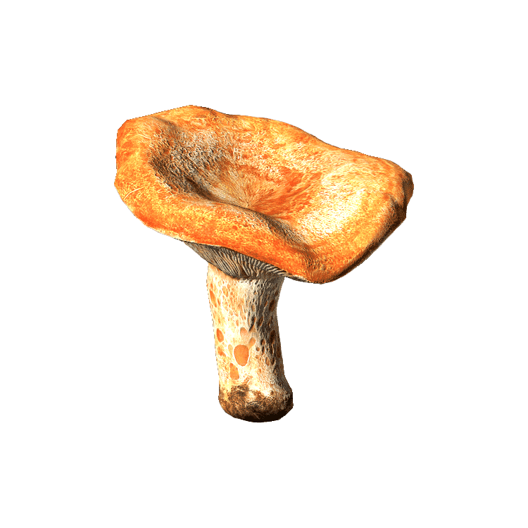 Red Pine Mushroom