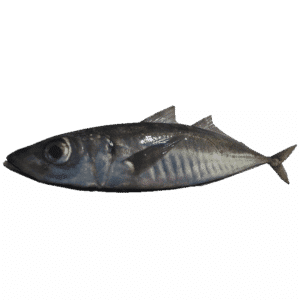 Mackerel