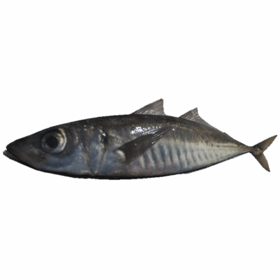 Mackerel