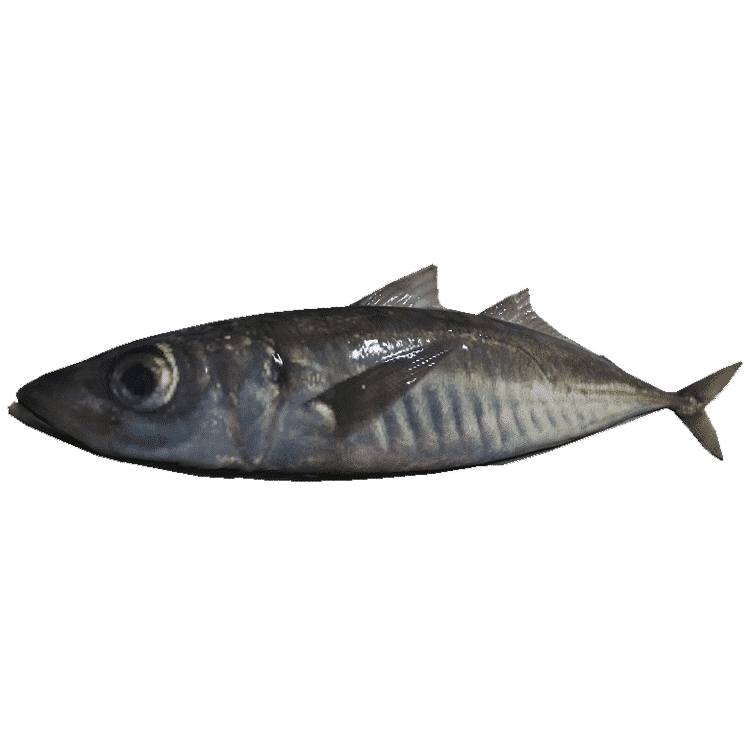 Mackerel