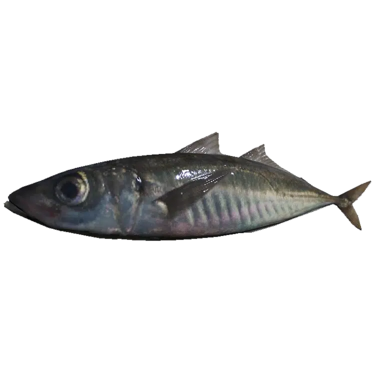 Mackerel