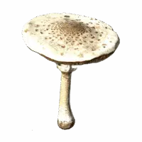 Parasol Mushroom