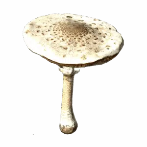 MacrolepiotaMushroom