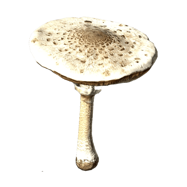 Parasol Mushroom