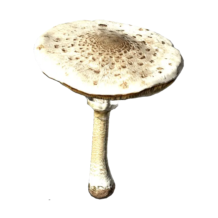 Parasol Mushroom