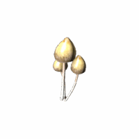 Liberty Cap