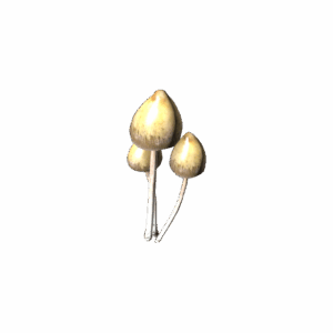 PsilocybeMushroom