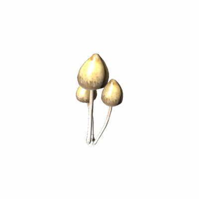 Liberty Cap