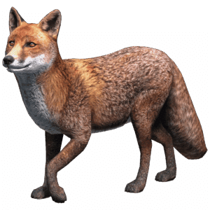 Red Fox