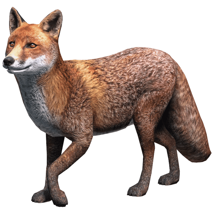 Red Fox