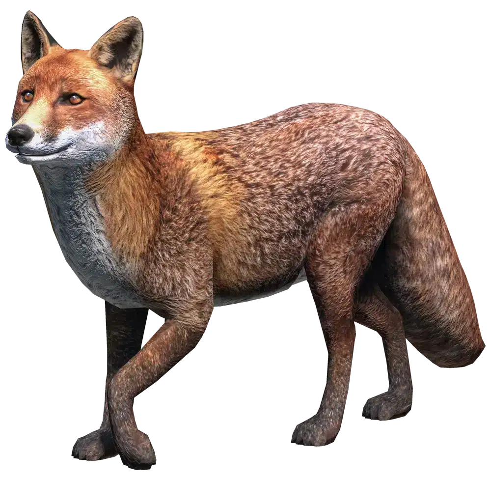 Red Fox