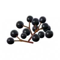 Elderberries