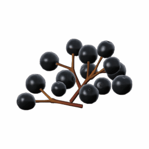 SambucusBerry