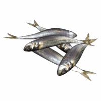 Sardines
