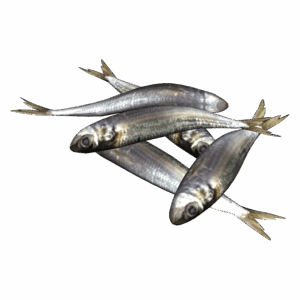 Sardines