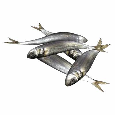 Sardines