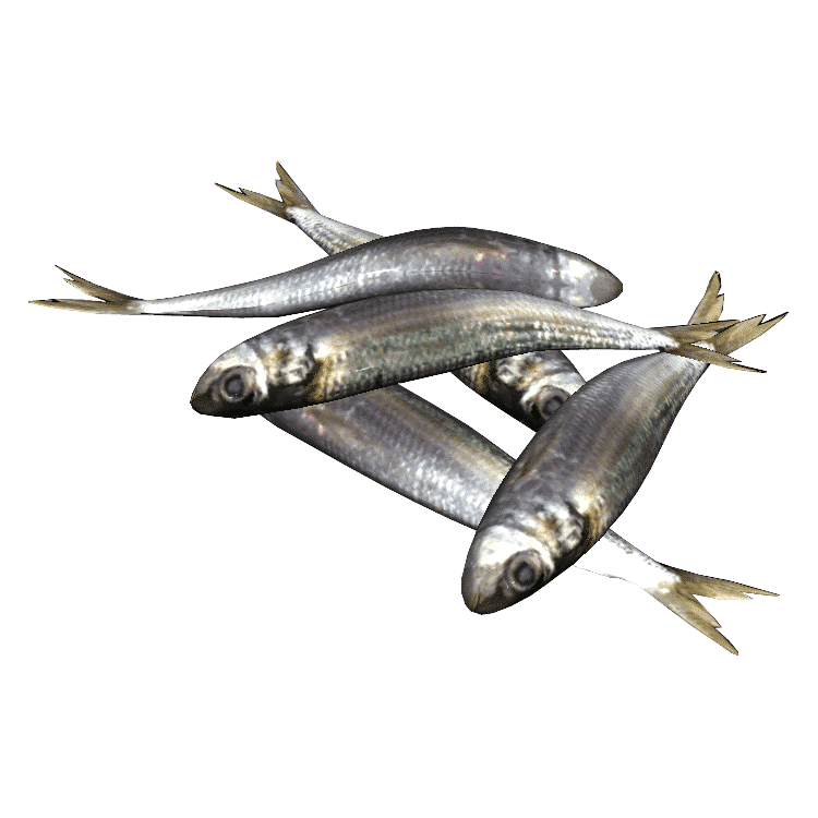 Sardines