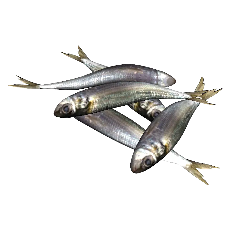 Sardines