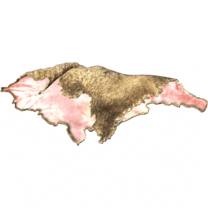 Sheep Pelt