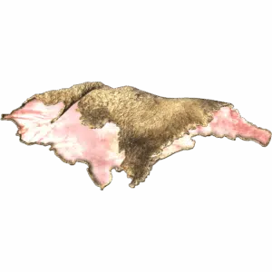 Sheep Pelt